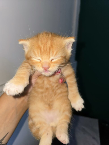 Male ginger kittens ready 19th Aug