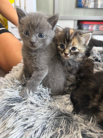 Maine coon x domestic kittens