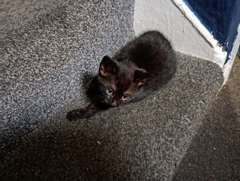 Kitten