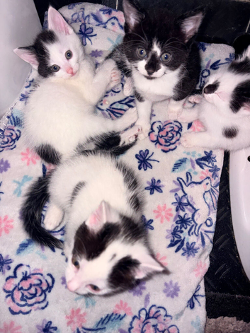Kittens