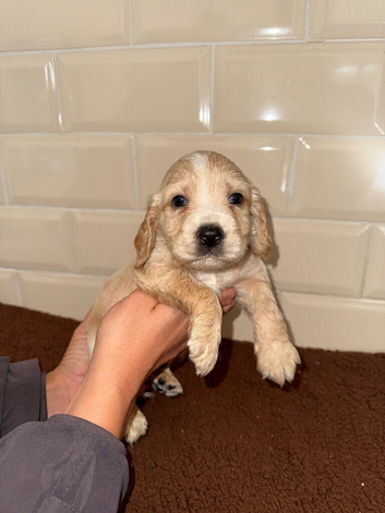 Beautiful cocker spaniel puppies for sale️