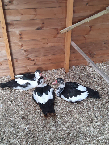 Muscovy Drakes For Sale