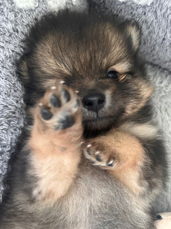 Ready next week! Beautiful puppies