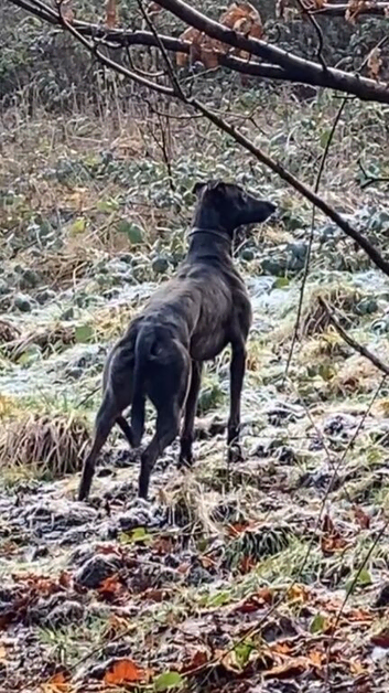 Working Lurcher for STUD (CollWhipGrey)