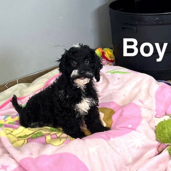Maggie adorable litter of 3 puppies ready now