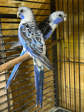 Blue pair of pennants