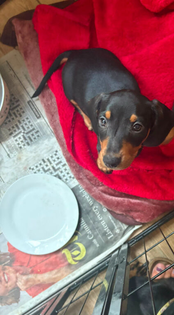 Dachshund
