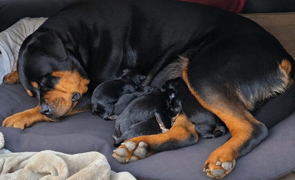 Beautiful Rottweiler puppies