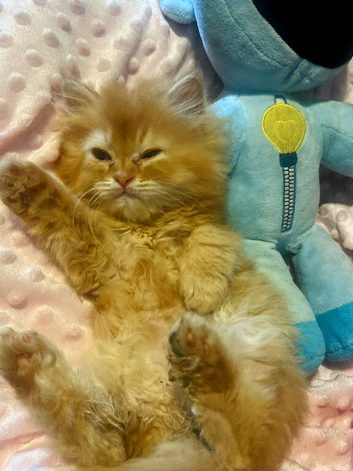 Fluffy Persian READY NOW