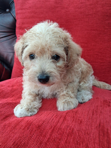 F1 Jackapoo Puppies