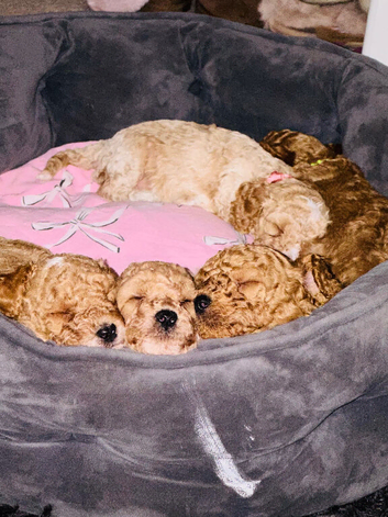 Beautiful F1b cockapoo puppies