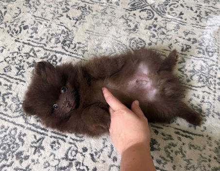 CHAMPION PEDIGREE KC POMERANIAN PUPPIES