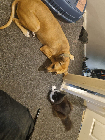 Rhodesian Ridgeback x lurcher