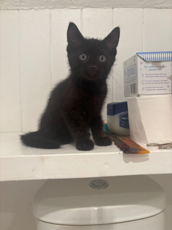 Rehoming kittens
