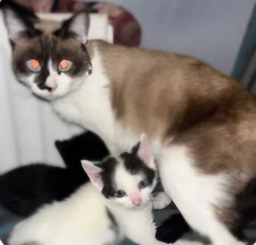 Kitten for sale