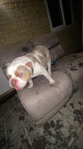 Ice blue eyed lilac pied Merle stud