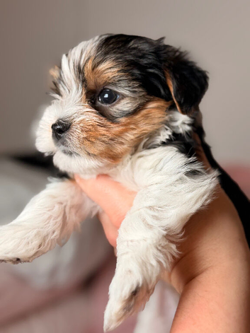 Yorkshire terrier biewer puppies