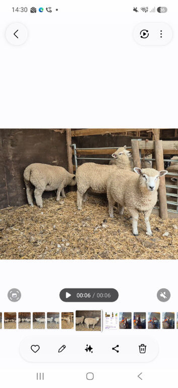 Ryeland x Romney Ewe Lambs x 5