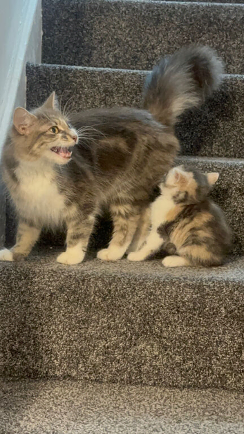 Beautiful kittens available