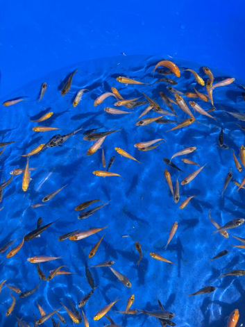 Koi carp 1 to 2" &pound;1.50