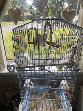 Male cockatiel 8months old