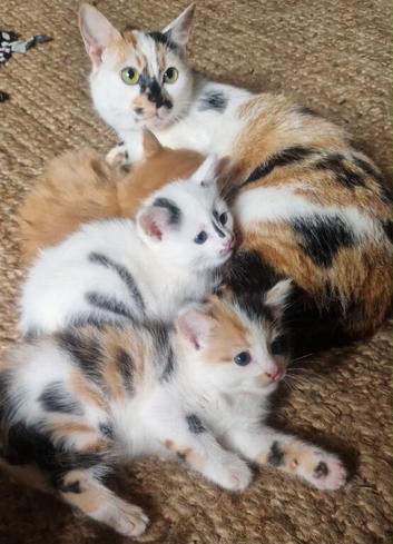 Cute fluffy mixed colour kittens