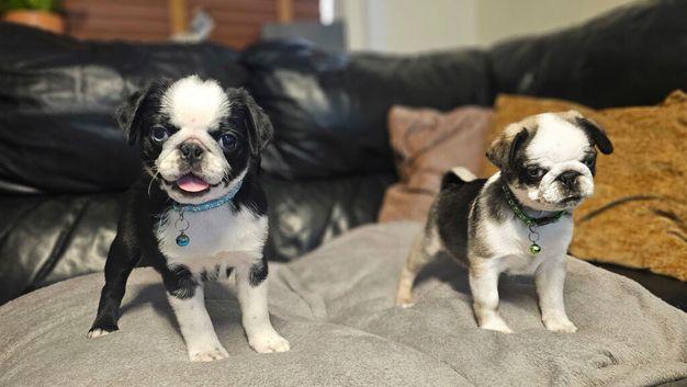 Outstanding Panda Pugs