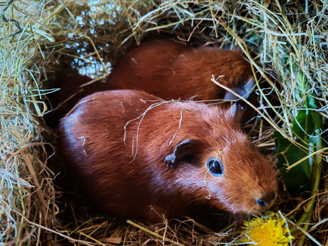 Baby guinea pigs for sale