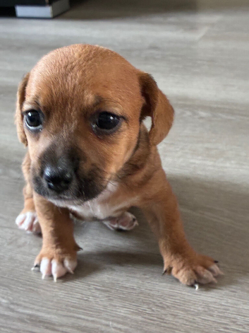 2 jack Russell puppies 4 weeks old ready to go at 8 weeks