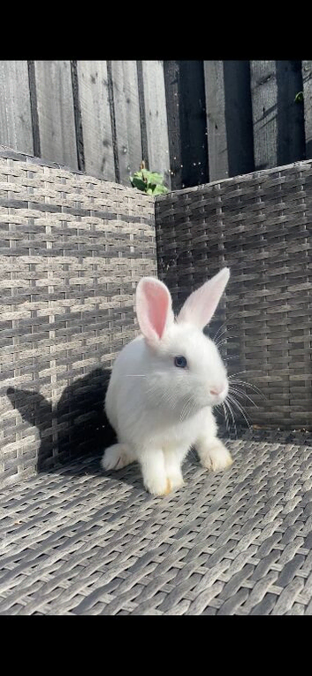 10 WEEK OLD BUNNIES, ready now