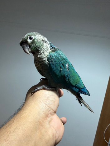Green check conure