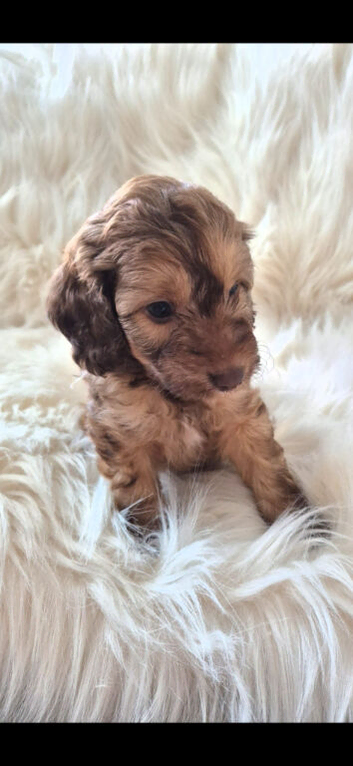 SWEETEST LITTLE BOY LEFT READY FOR NEW HOME