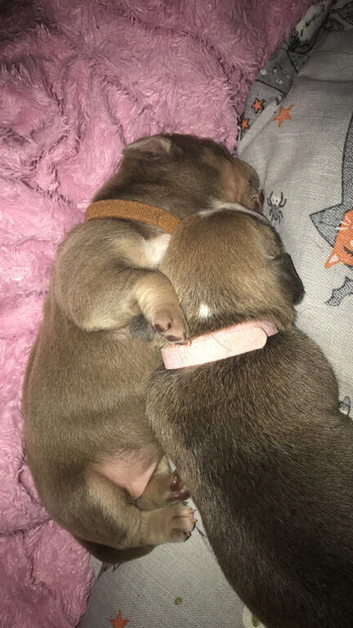 Puppies