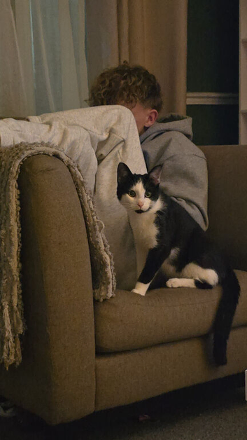 Two cat for rehousing