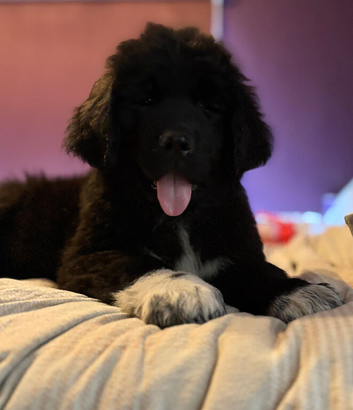 Ready Now &ndash; Newfoundland Bear Hybrids