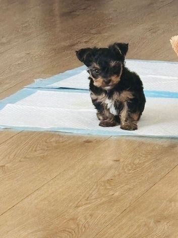 Yorkshire Terrier boy