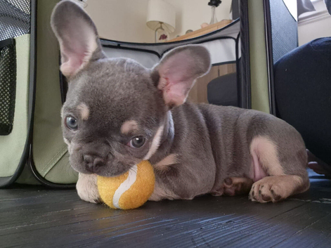 Blue and tan boy