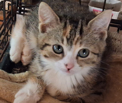 Beautiful  manx kittens