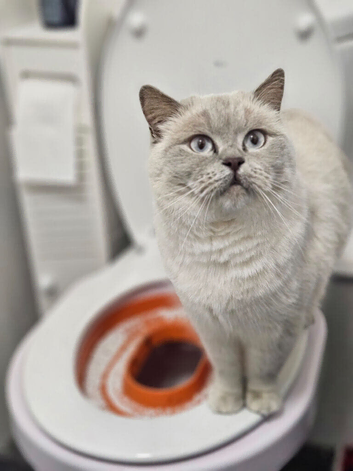 Blue eyes with white scottish straight female not neutralized