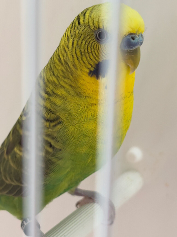 OPALINE BLACKWING COCK RING2 BLACK  RING 2025 BRED