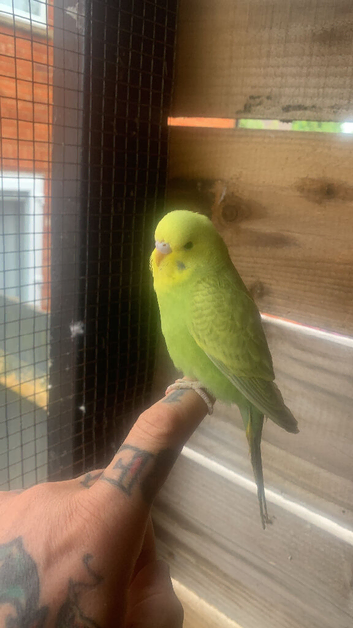 Baby budgies