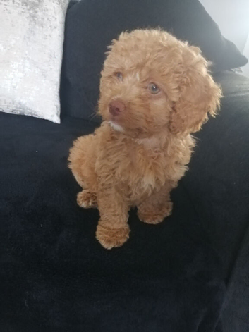 Beautiful Cavapoo boy 10 weeks old