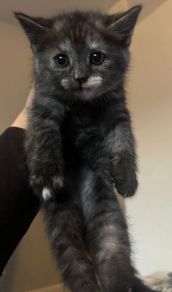 Stunning half Persian female kitten