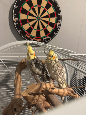 Cocktail pair