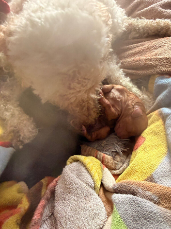 4 females one male cockapoo pups born today Wednesday 22nd of July