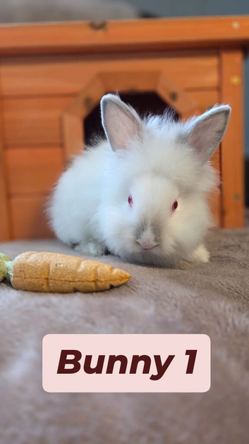 Mini Lion lop bunnies ready now