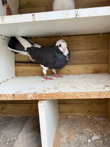Faibtail pair for sale