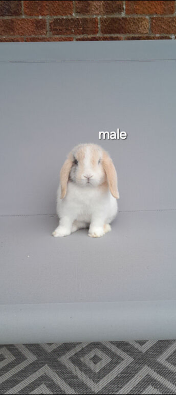 Beautiful mini lop rabbits ready now