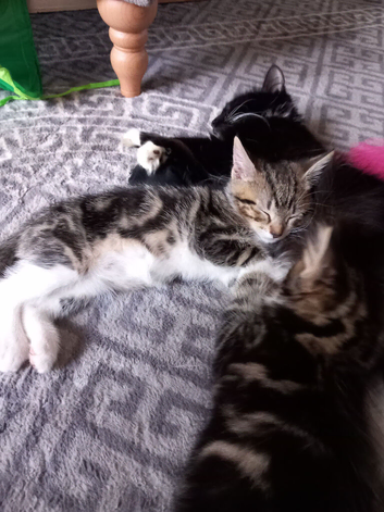 3 female black and white and  2 Torty
