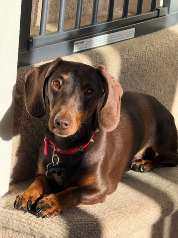Looking for a new home for our lovely Hugo